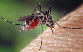 mosquito-enfermedad-del-nilo