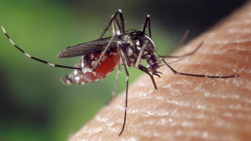 mosquito-enfermedad-del-nilo